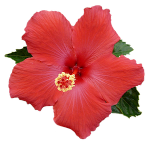 hawaii